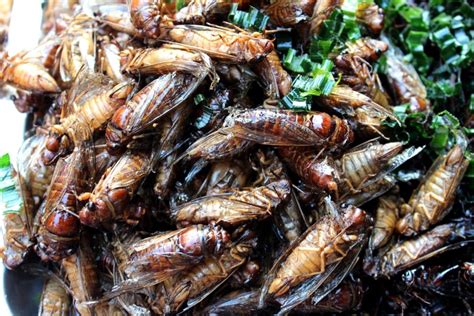 insects in the philippines|Eat your fear: Edible insects .